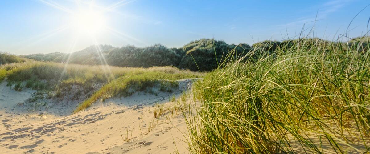 A sandy beach with tall grass and dunes under a clear sky.
