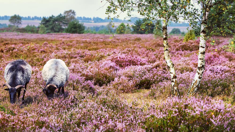 Heidschnucken (Sheep Breed) in Lüneburg Heath, Germany