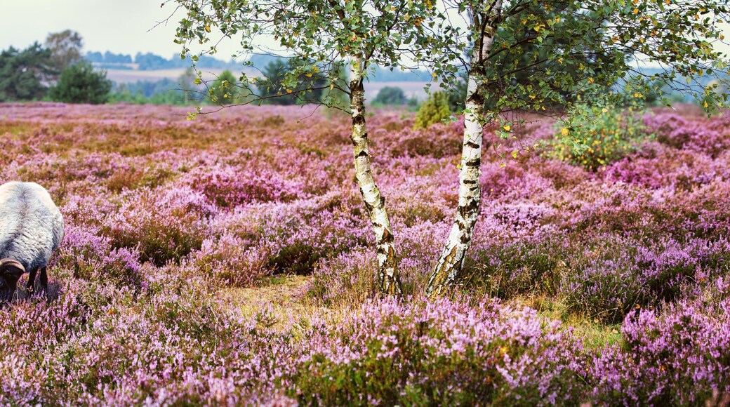 Heidschnucken (Sheep Breed) in Lüneburg Heath, Germany