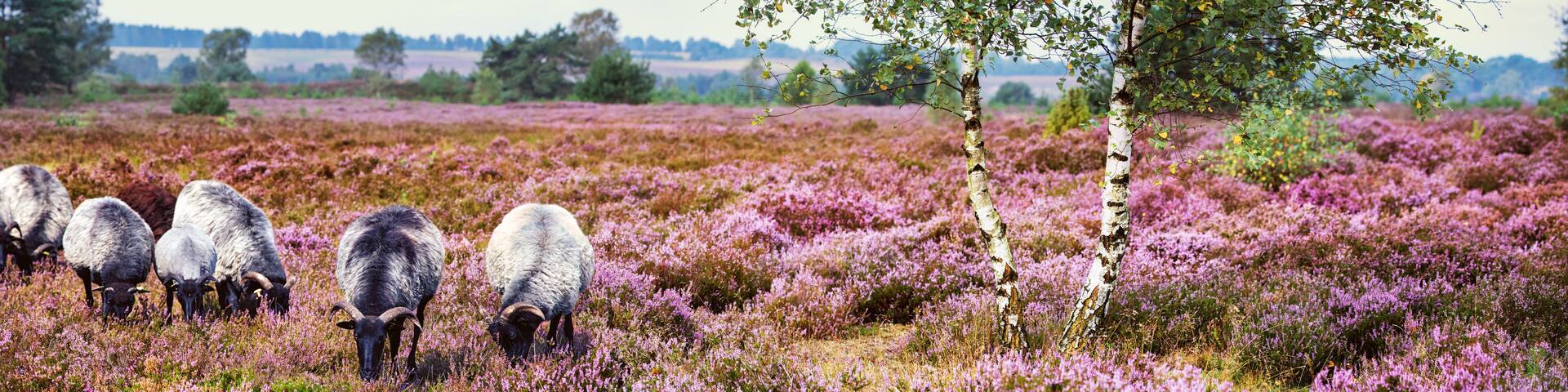 Heidschnucken (Sheep Breed) in Lüneburg Heath, Germany