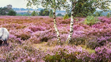Heidschnucken (Sheep Breed) in Lüneburg Heath, Germany