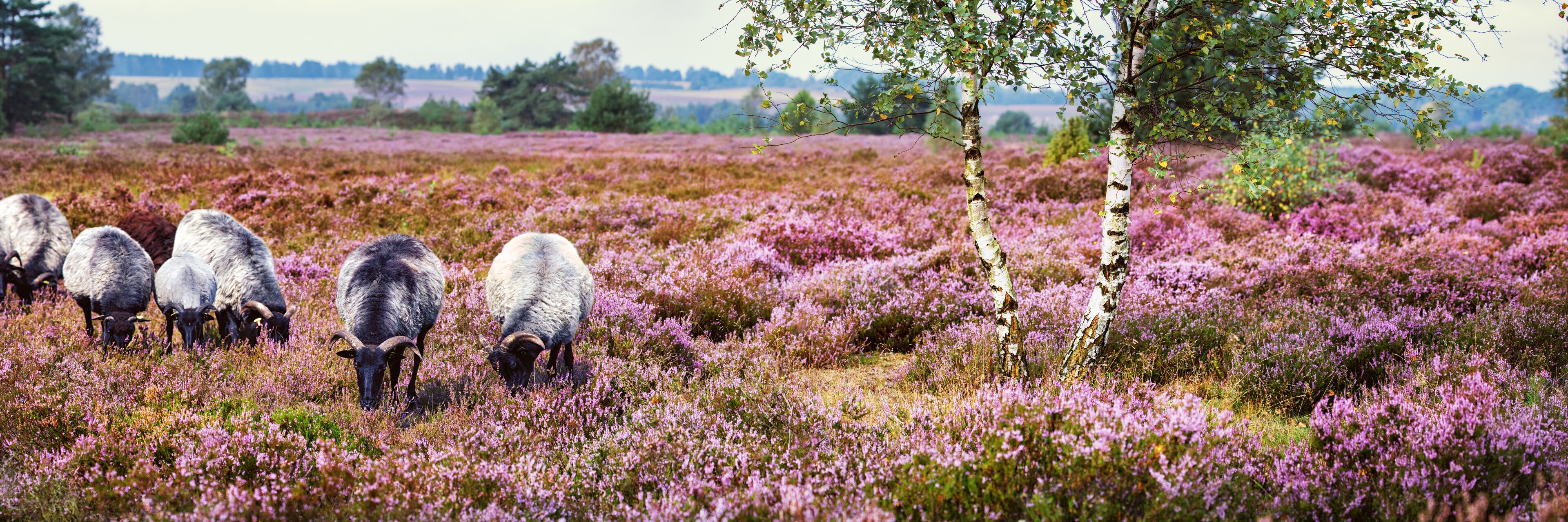 A herd of sheep grazing in a field of purple heather.
