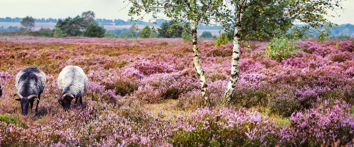 A herd of sheep grazing in a field of purple heather.