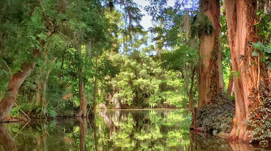 This was taken on an electric boat on the Dead River, which runs between Lake Eustis and Lake Dora. Plenty of alligators because it is in Florida.