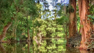 This was taken on an electric boat on the Dead River, which runs between Lake Eustis and Lake Dora. Plenty of alligators because it is in Florida.