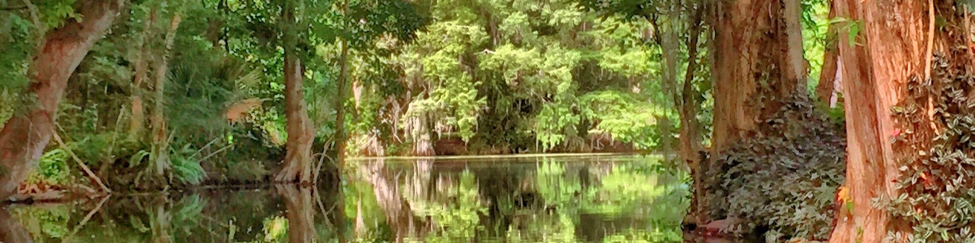 This was taken on an electric boat on the Dead River, which runs between Lake Eustis and Lake Dora. Plenty of alligators because it is in Florida.
