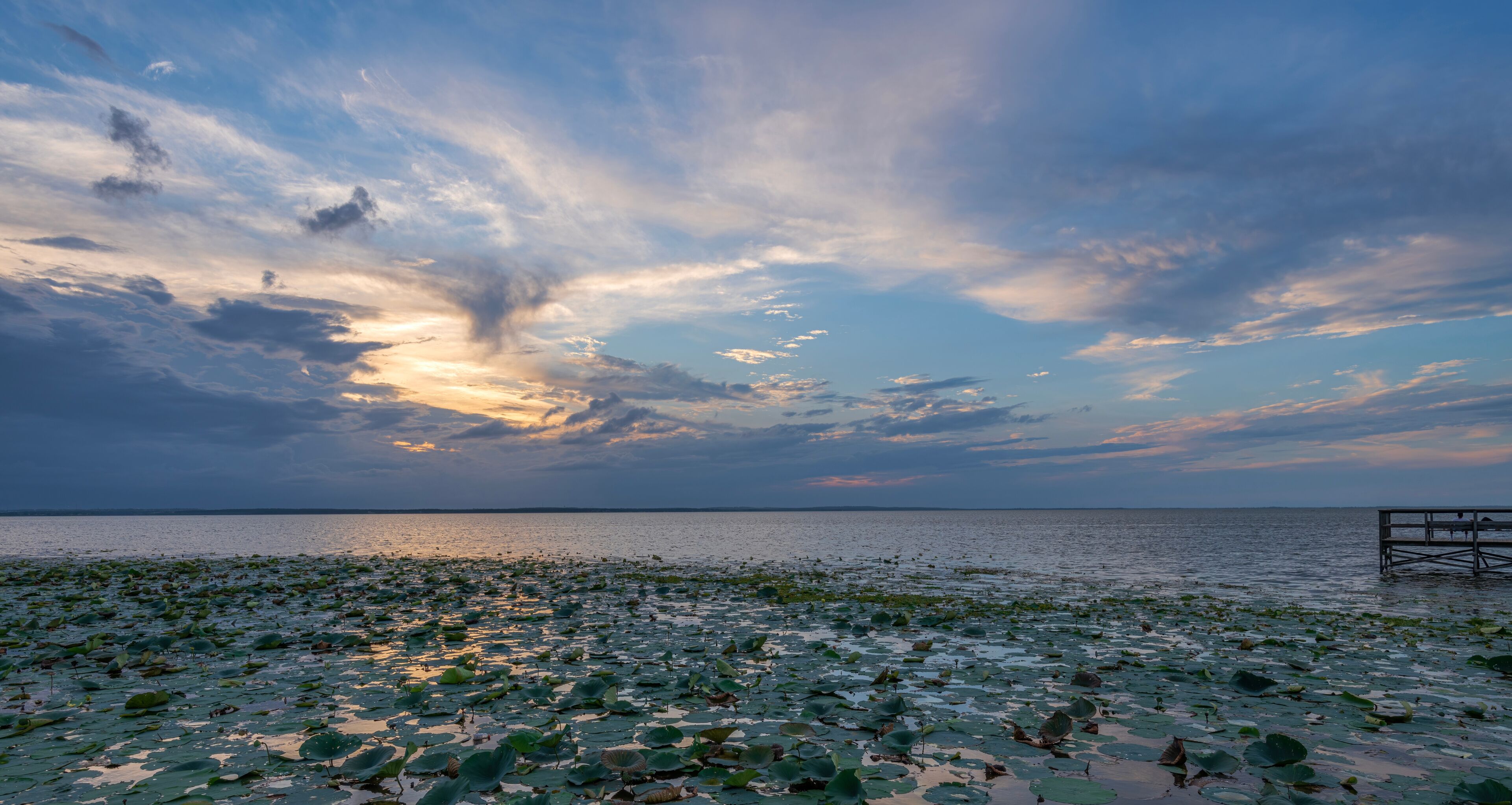 A sunset over a body of water with lotus leaves on the shore and a wooden pier.
