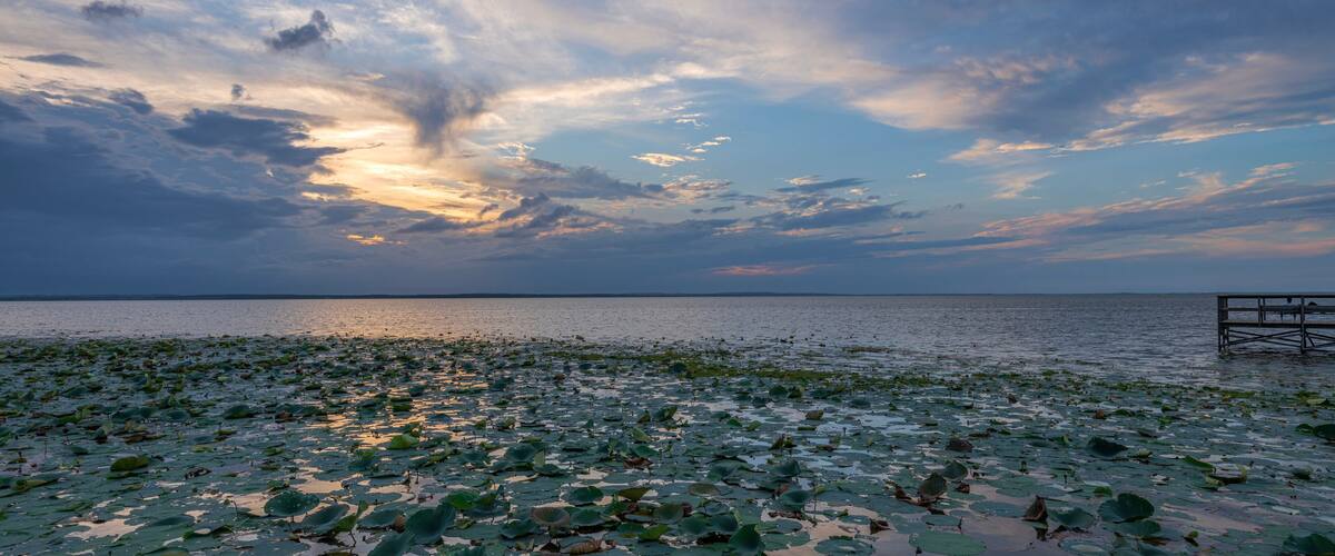 A sunset over a body of water with lotus leaves on the shore and a wooden pier.