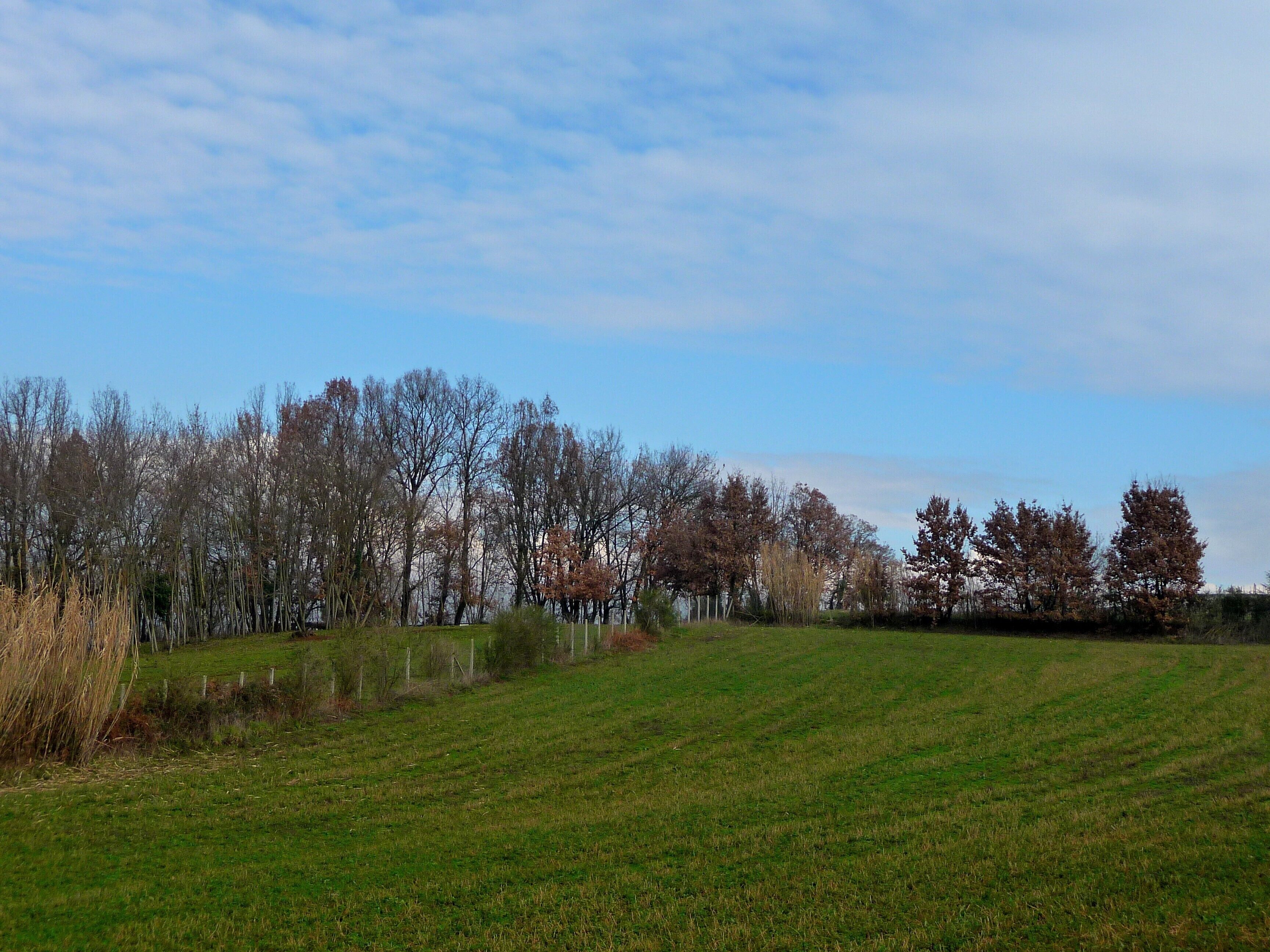 A grassy field with trees and a clear sky.