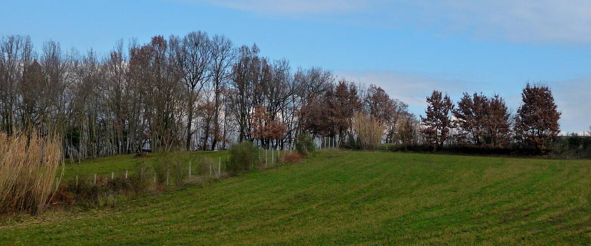 A grassy field with trees and a clear sky.