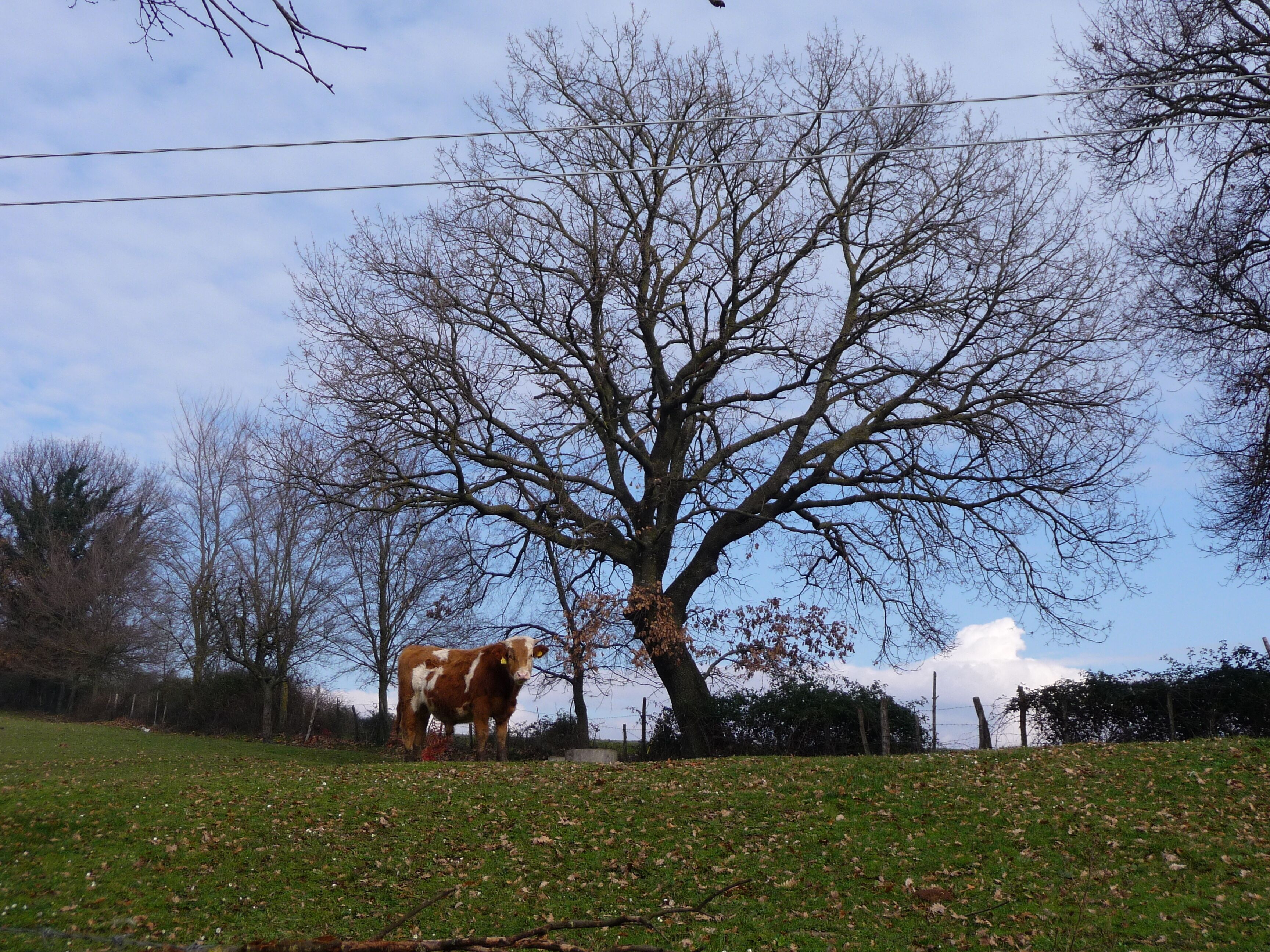 Paesaggio agreste fra Gavignano e Gorga