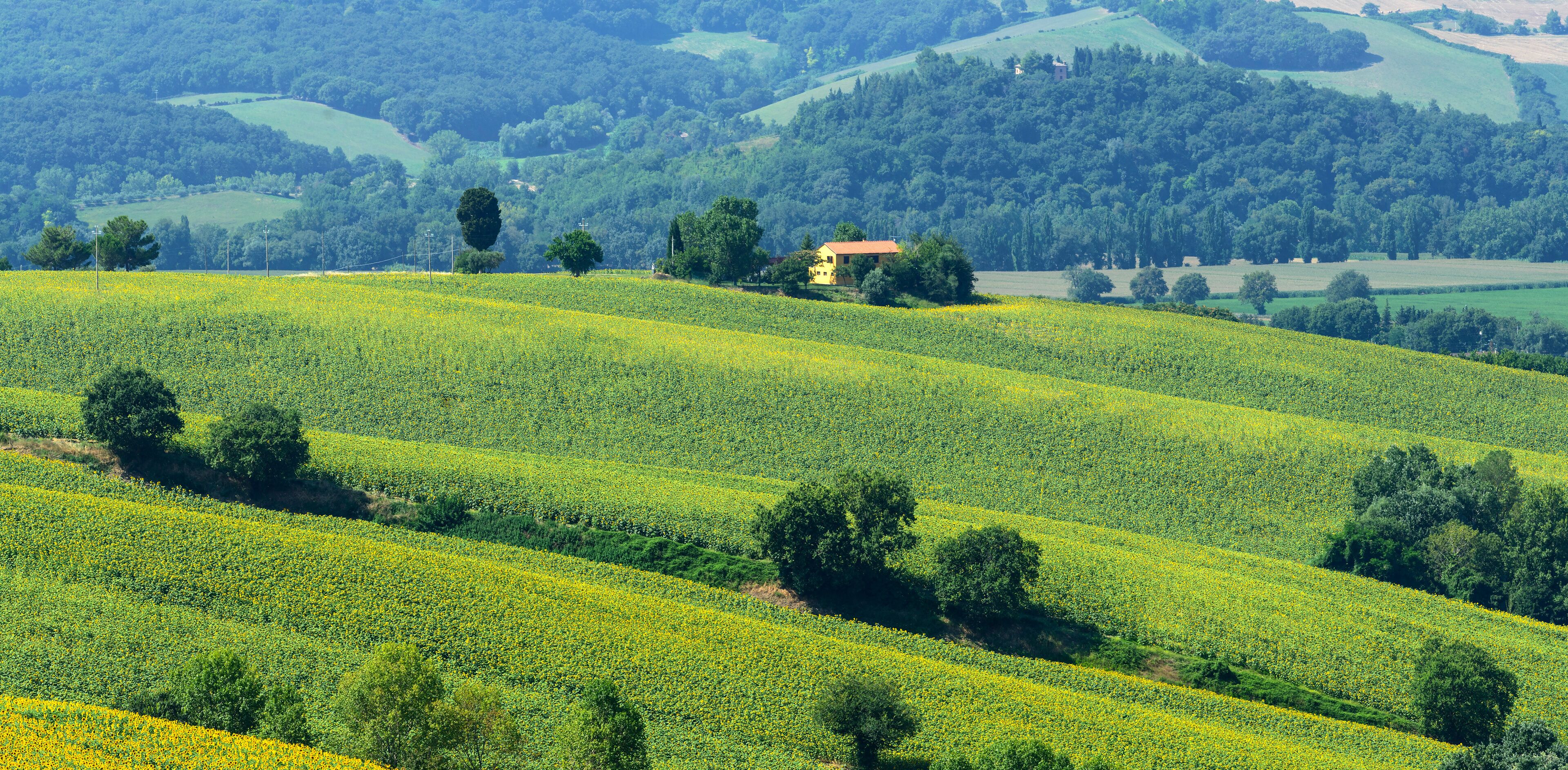 Summer landscape in Marches (Italy)