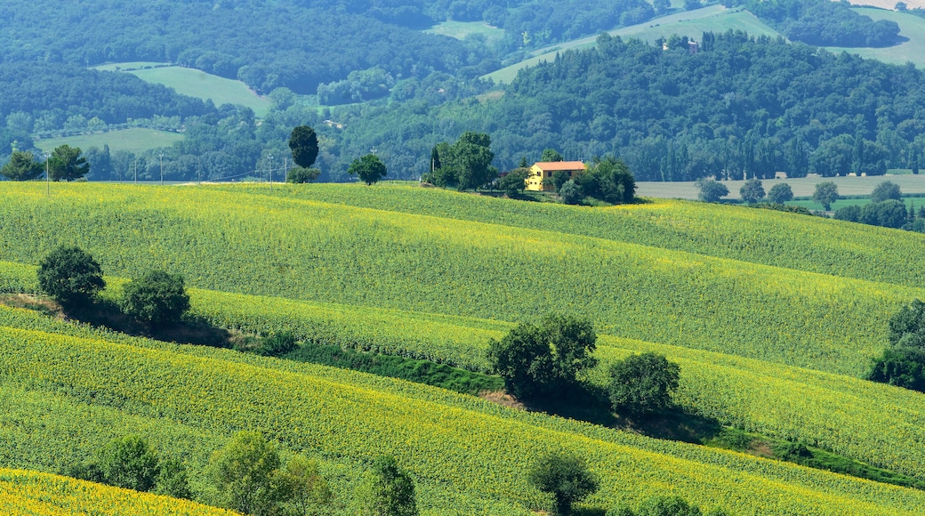 Summer landscape in Marches (Italy)