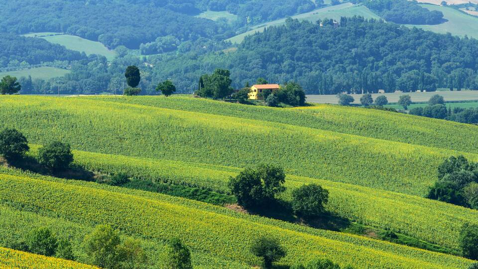 A rural landscape with rolling hills, a yellow flowering field, and a small house on a hill.