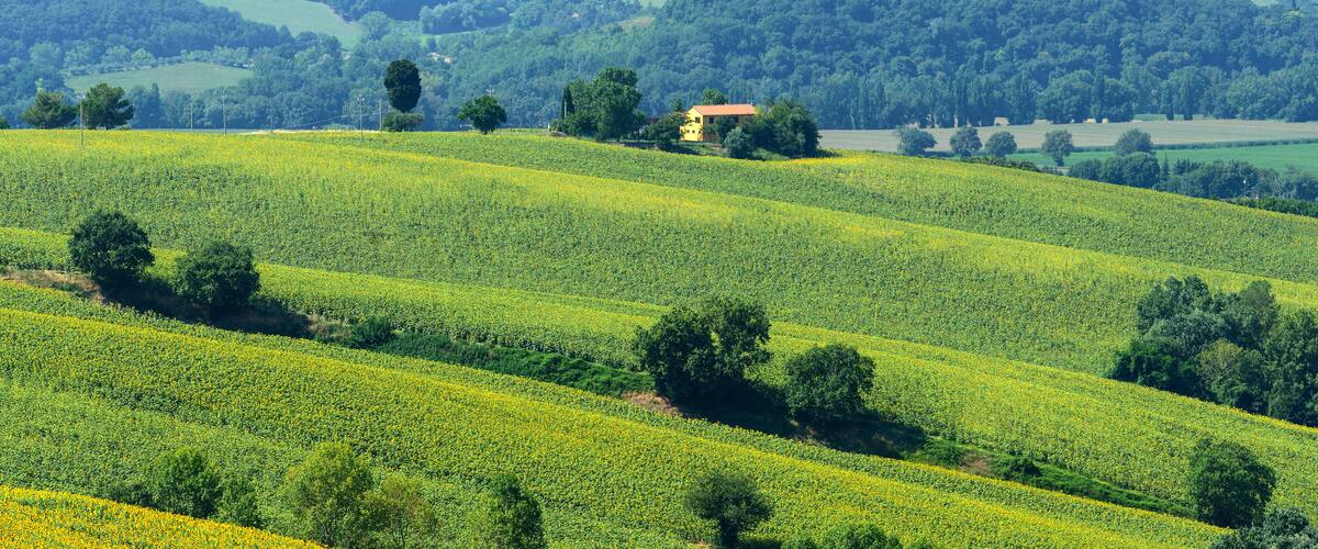 Summer landscape in Marches (Italy)