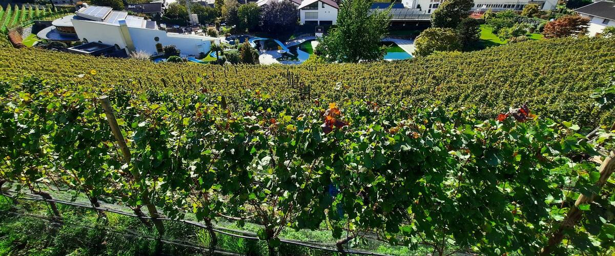A vineyard with rows of grapevines, a town in the background, and a mountain range.