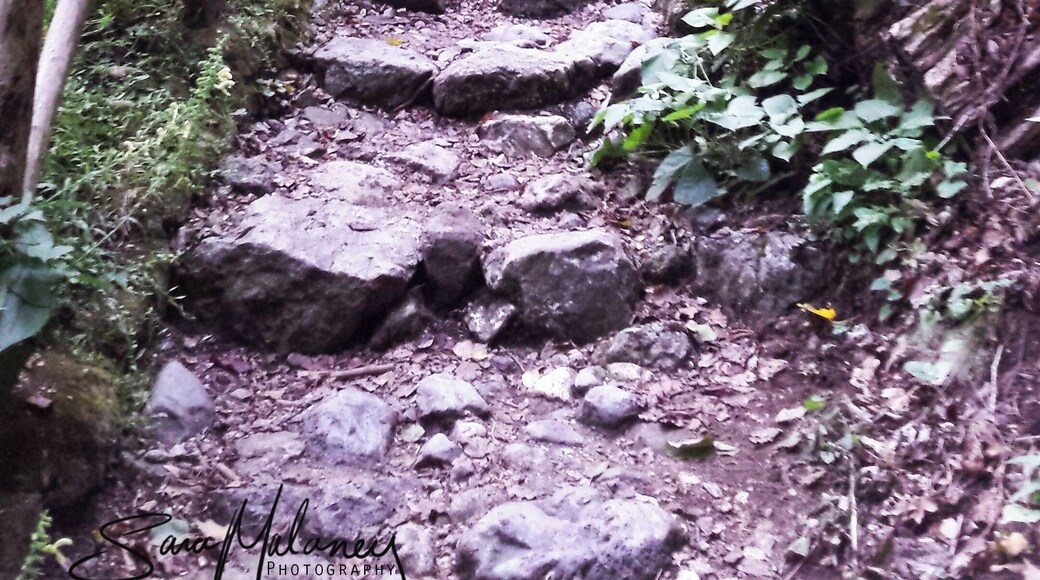 Hiking along the ancient footpaths and rock stairs through the Valle delle Ferriere in Almalfi, Italy. Lemon groves, abandoned paper mills, flowing streams and ancient plants and animals thriving under the large canopy of trees, shading me along the way all while discovering a flowing waterfall in which to take a quick cooling summer dip. Enjoy the beauty and peace of this trail, which is still used today for many who live along the hillsides in the Amalfi Coast. #adventure #gooutside #travel #explore #discover #italy #nature #peace #ancient