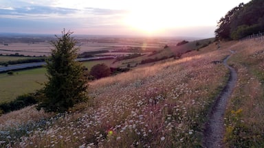 Aston Rowant, Oxon. SU 729896
