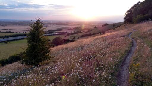 Aston Rowant, Oxon. SU 729896
