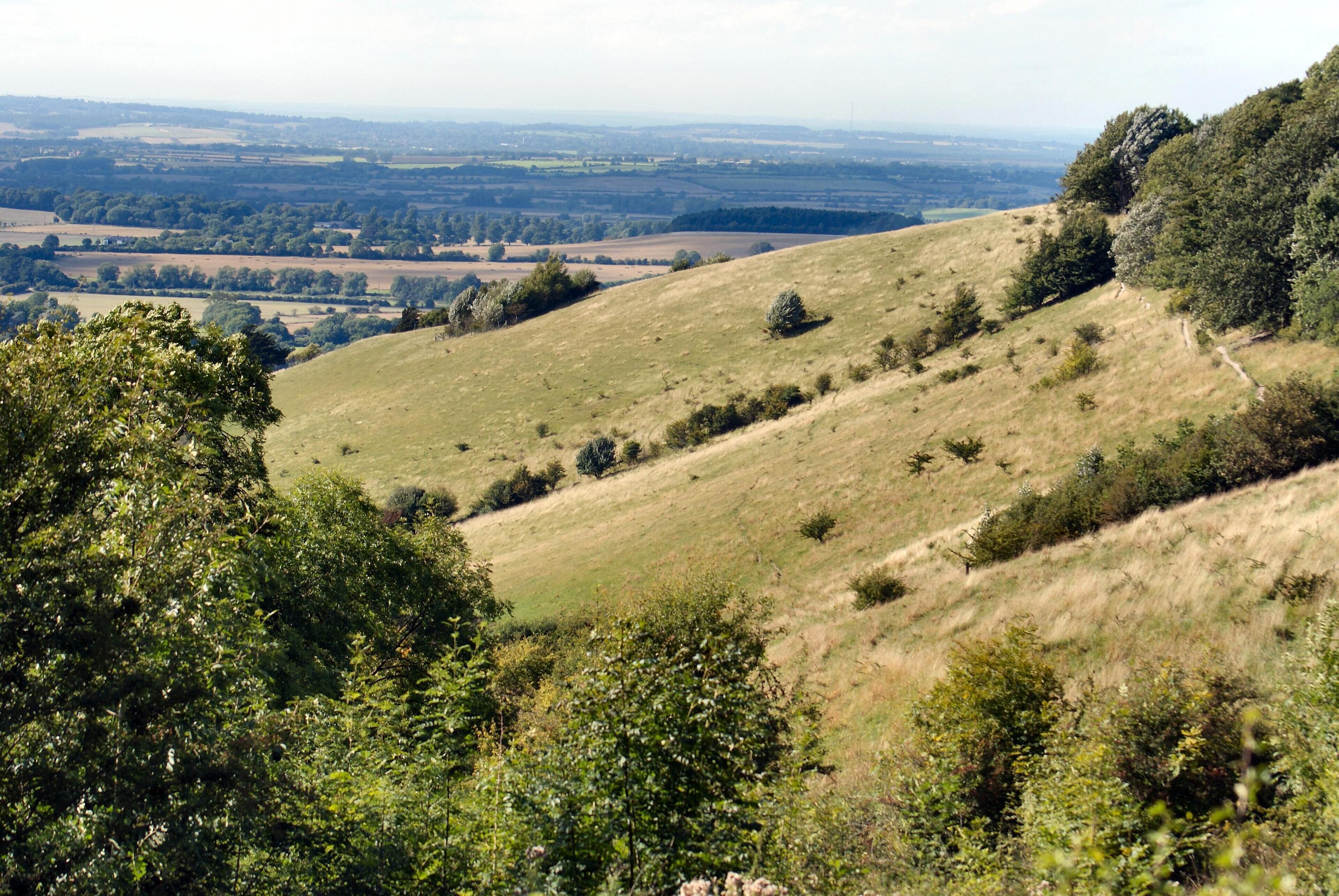 Chalk grassland hill slopes on the Chilterns escarpment, Aston Rowant NNR