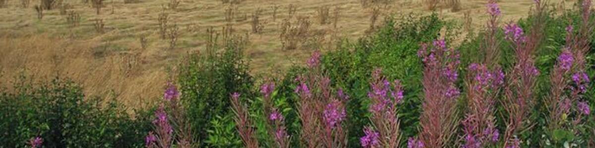 Eine weite Wiese mit trockenen Grasflächen und Wildblumen, umgeben von sanften Hügeln und weit entfernten Bäumen.