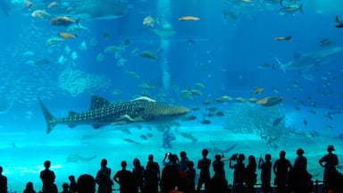An aquarium with various fish and a large whale shark swimming in the water.