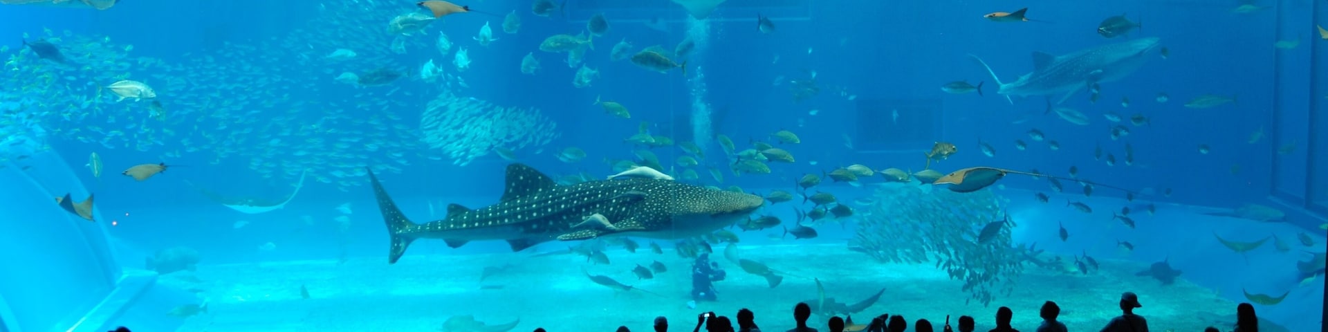沖縄美ら海水族館