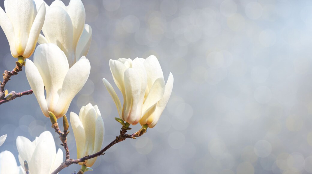Spring banner, horizontal background - white magnolia flowers on a tree on gray background and the sun lights, closeup with space for text