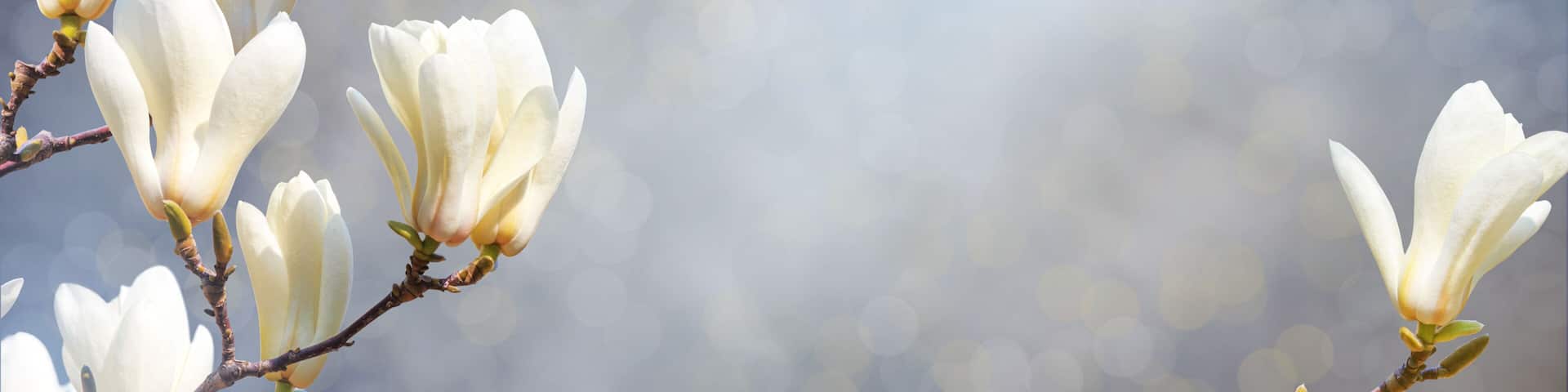Spring banner, horizontal background - white magnolia flowers on a tree on gray background and the sun lights, closeup with space for text