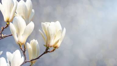 Spring banner, horizontal background - white magnolia flowers on a tree on gray background and the sun lights, closeup with space for text