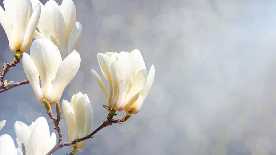 Magnolia flowers in bloom.