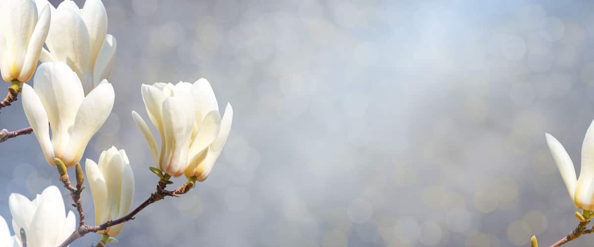 Magnolia flowers in bloom.