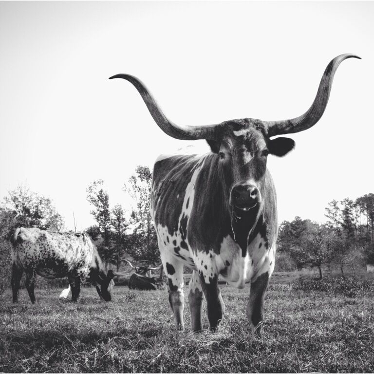 The elusive longhorns. Hard to find inside the city limits. But, if you're willing to drive a little ways out of Houston, you'll be treated to some beautiful countryside and... Well, these guys too. ;)