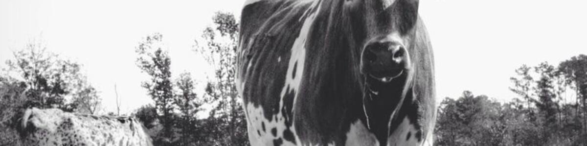The elusive longhorns. Hard to find inside the city limits. But, if you're willing to drive a little ways out of Houston, you'll be treated to some beautiful countryside and... Well, these guys too. ;)