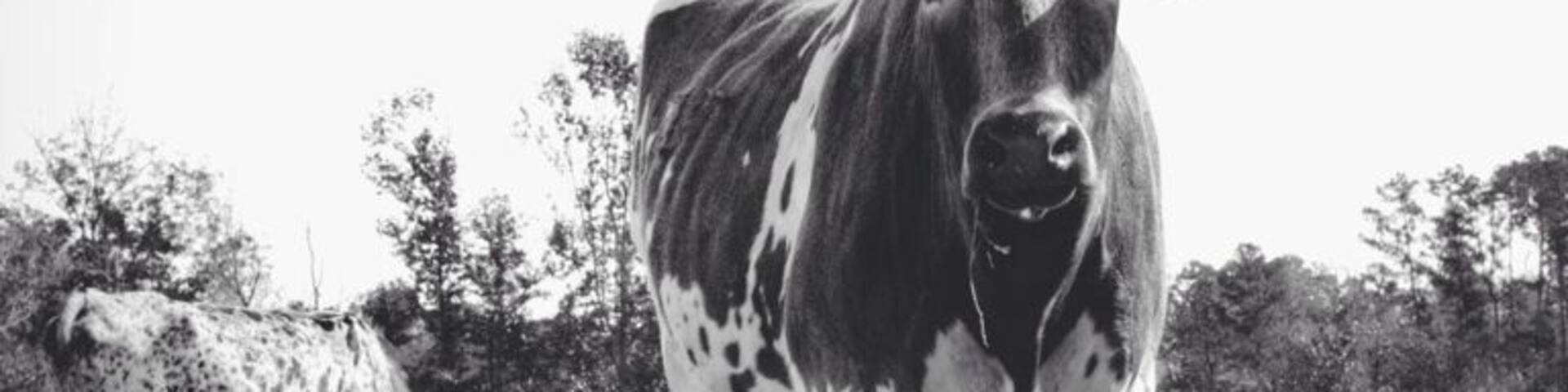 The elusive longhorns. Hard to find inside the city limits. But, if you're willing to drive a little ways out of Houston, you'll be treated to some beautiful countryside and... Well, these guys too. ;)