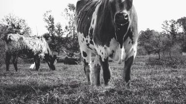The elusive longhorns. Hard to find inside the city limits. But, if you're willing to drive a little ways out of Houston, you'll be treated to some beautiful countryside and... Well, these guys too. ;)
