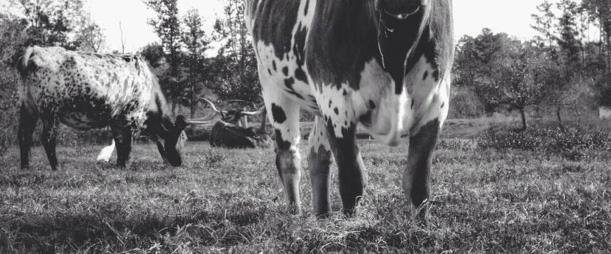 The elusive longhorns. Hard to find inside the city limits. But, if you're willing to drive a little ways out of Houston, you'll be treated to some beautiful countryside and... Well, these guys too. ;)