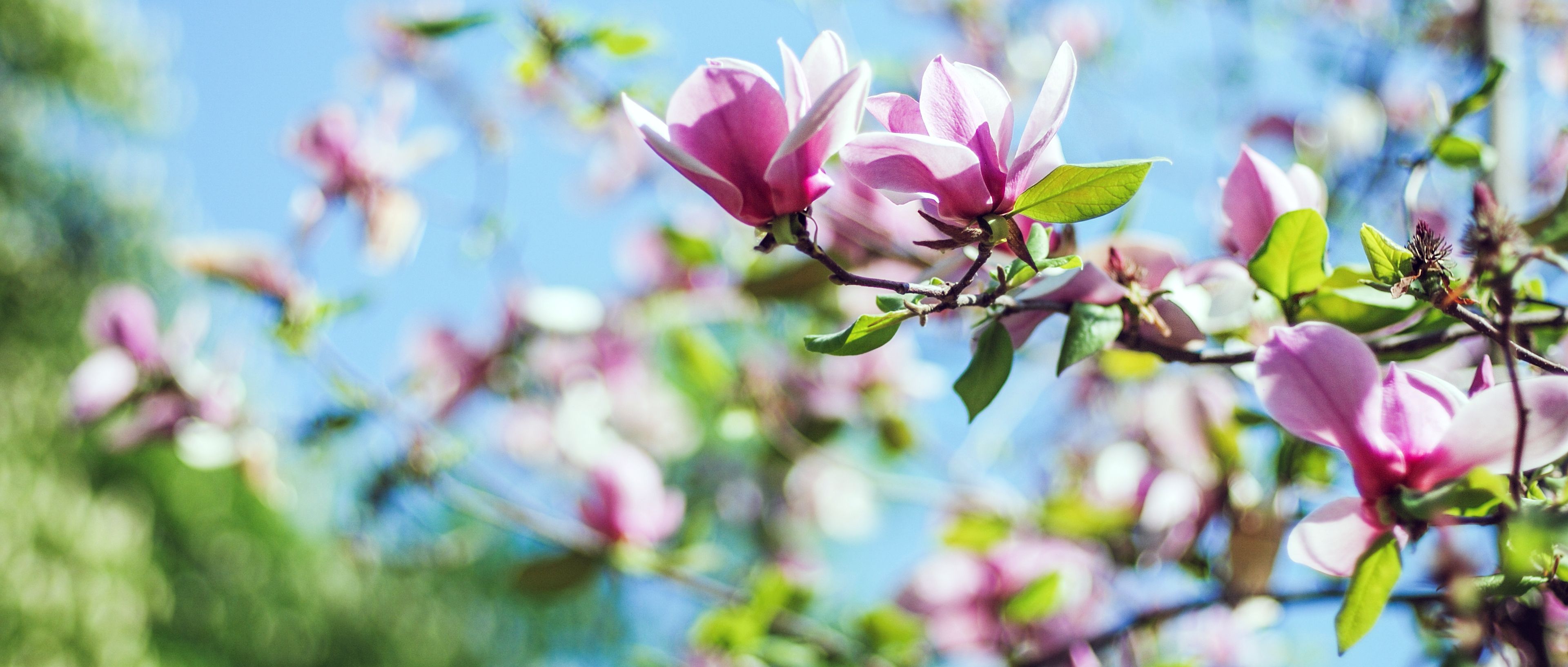 magnolia tree blossom