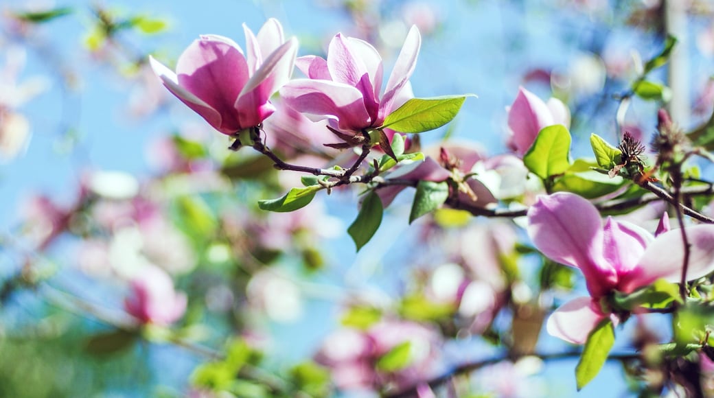 Magnolia