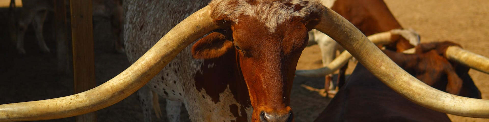 Texas longhorn at the Fort Worth Stockyards, Texas USA
