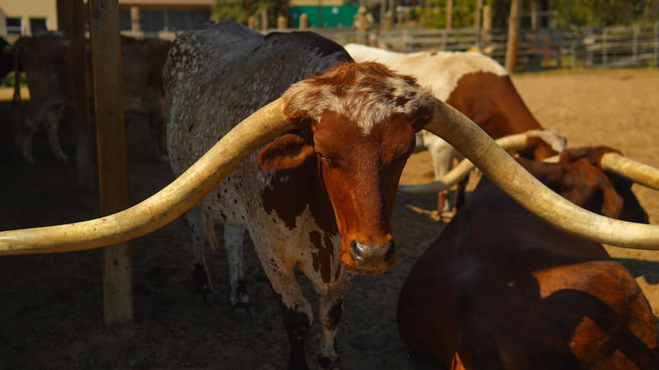 A cow with large horns in a fenced area.