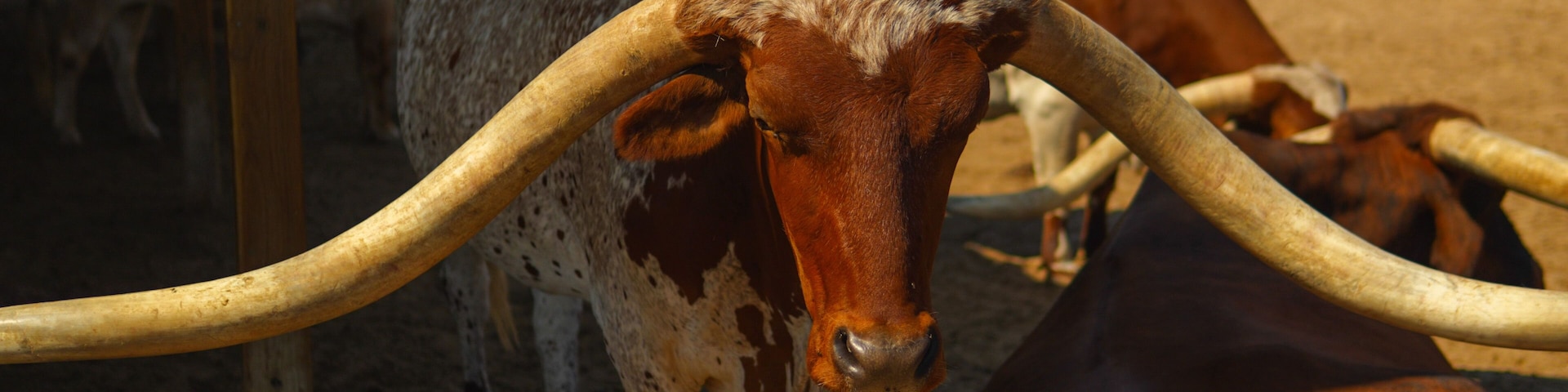 Texas longhorn at the Fort Worth Stockyards, Texas USA