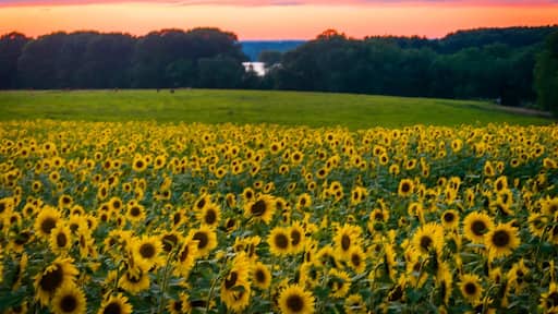 Yesterday was about a burst of colors and giant sunflowers swaying in the breeze with a fun gang for company.
Buttonwood Farm is holding a Sunflowers for Wishes Fundraiser from July 23 - 31st, 2016. The fundraiser is to benefit the Make-A-Wish Foundation of Connecticut, a non-profit organization devoted to making wishes possible for children with life-threatening medical conditions. Go there till the beauty lasts ;)
#scenesofct #NewEngland