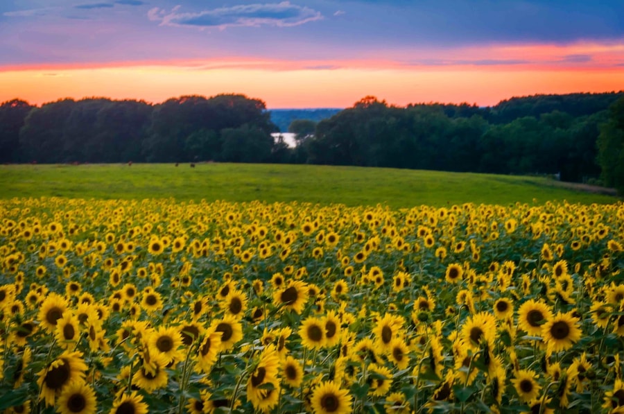Yesterday was about a burst of colors and giant sunflowers swaying in the breeze with a fun gang for company.
Buttonwood Farm is holding a Sunflowers for Wishes Fundraiser from July 23 - 31st, 2016. The fundraiser is to benefit the Make-A-Wish Foundation of Connecticut, a non-profit organization devoted to making wishes possible for children with life-threatening medical conditions. Go there till the beauty lasts ;)
#scenesofct #NewEngland