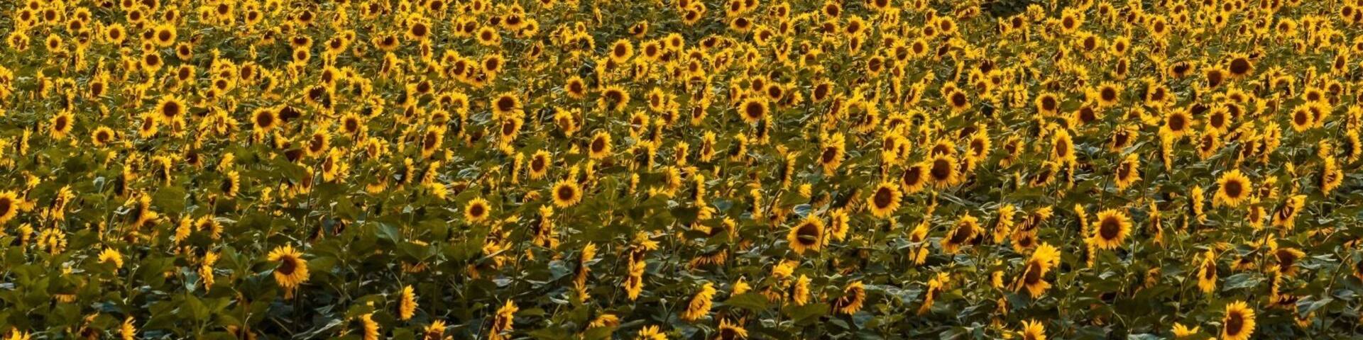 A house surrounded by a sunflower field with a cloudy sky.