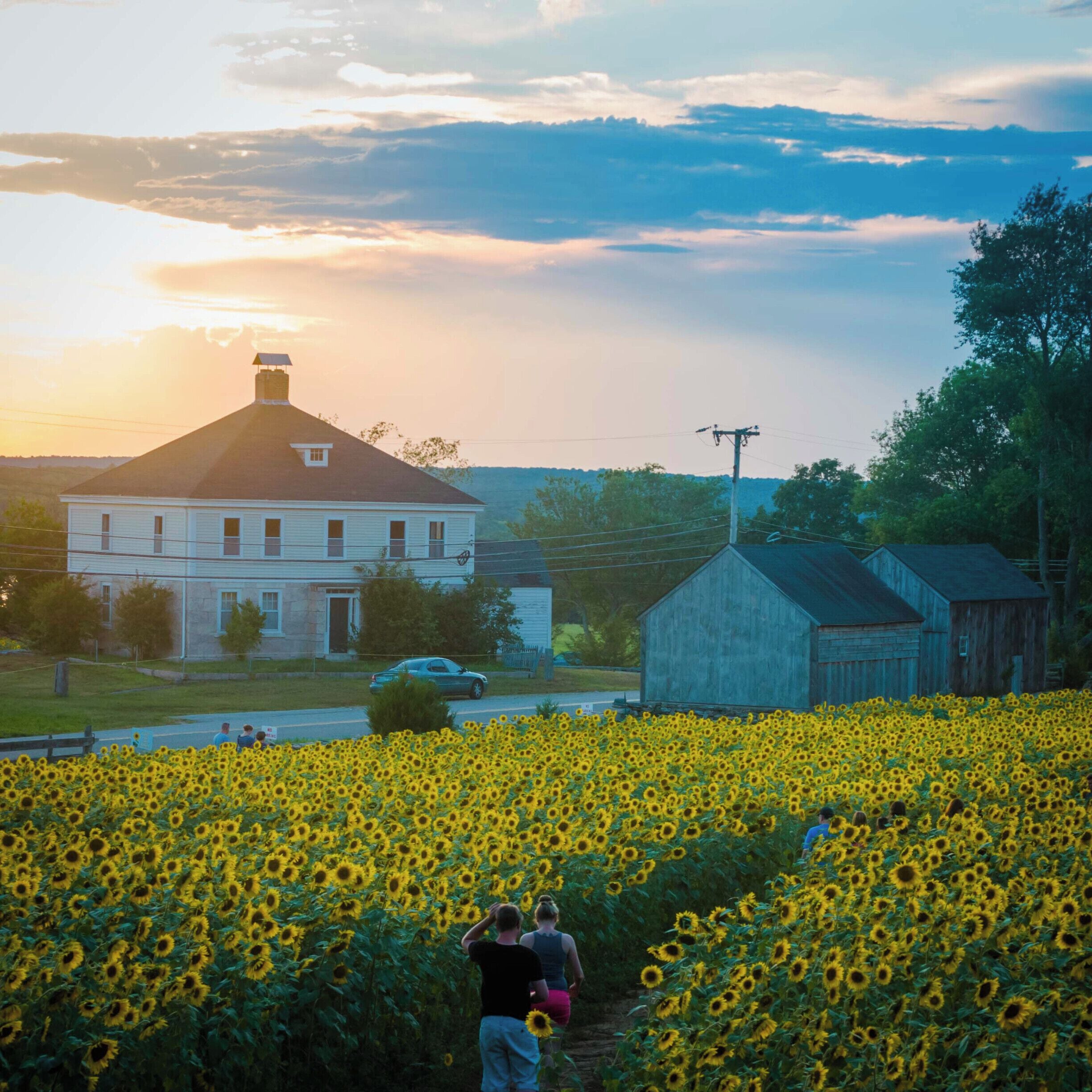 We were extremely lucky to visit Buttonwood Farm during their annual Make-a-wish sunflower festival held every summer. Those sunsets over the sunflower fields, ah bliss!

#EndlessSummer 