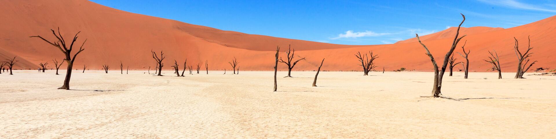 Dead tree in Sossusvlei Namibia