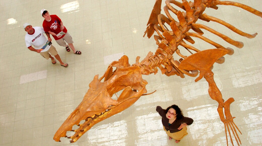 Alabama Museum of Natural History che include vista interna