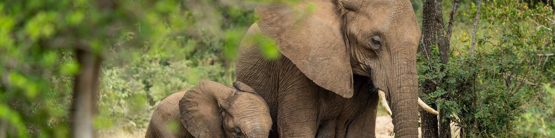 African Elephants in the Kruger National Park, Limpopo, South Africa, Balule