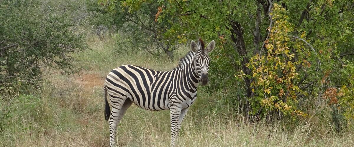A zebra standing in a grassy field with trees in the background.